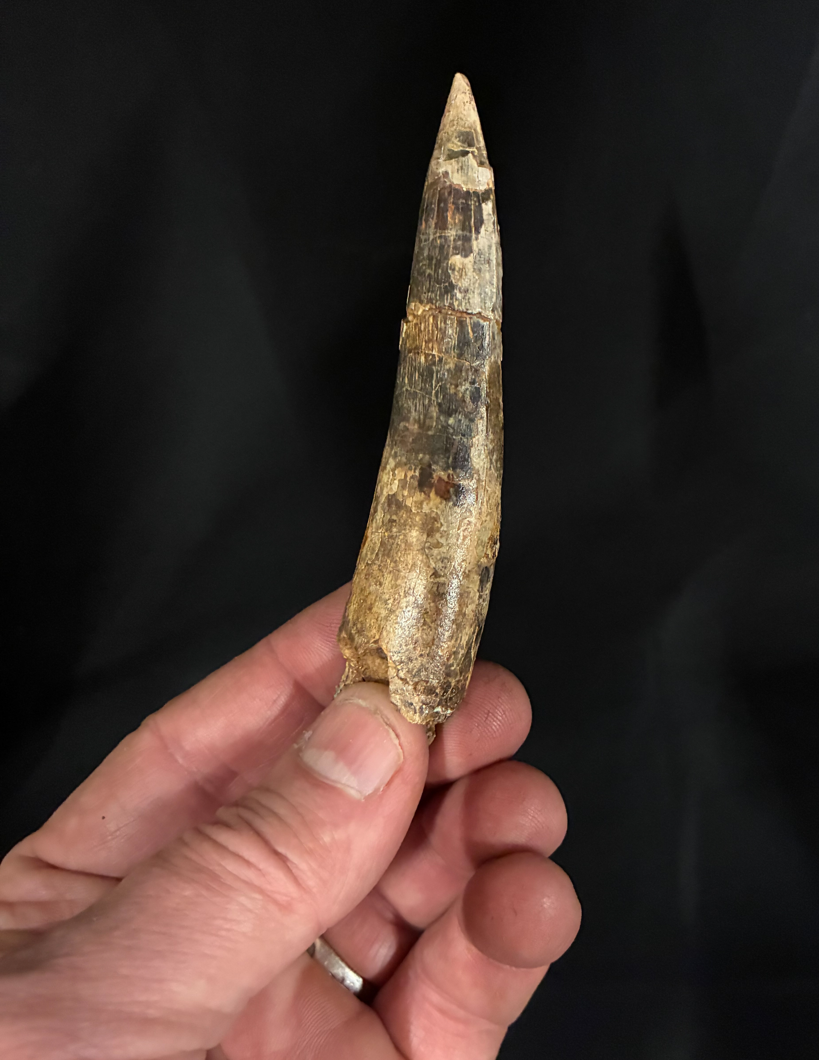 And what teeth they were. Spinosaurus tooth from northern Niger. And what teeth they were. Spinosaurus tooth from northern Niger.